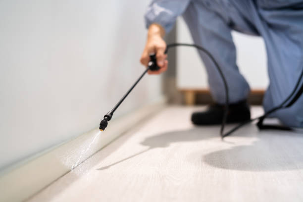 Licensed Wasp Removal service in Cassopolis, MI - Show Me Pest Control
